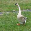 watchdog GOOSE